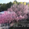 淡路島の梅の名所「八木のしだれ梅」（村上邸）降り注ぐピンクのシャワーが圧巻！