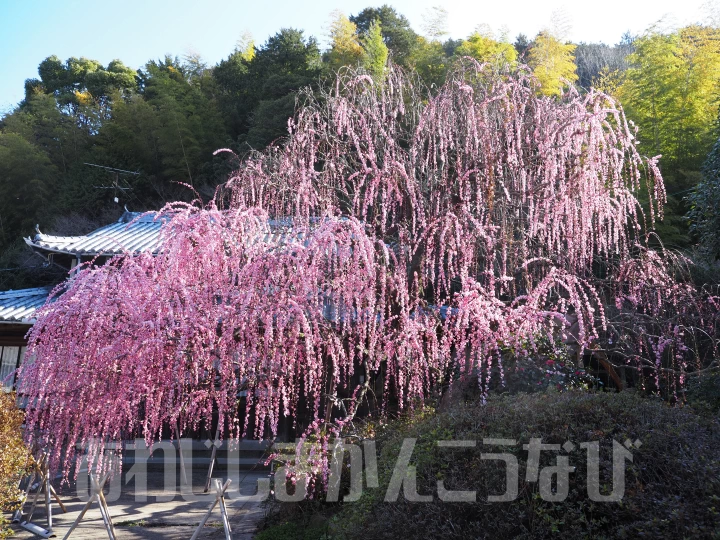 淡路島の梅の名所「八木のしだれ梅」（村上邸）降り注ぐピンクのシャワーが圧巻！